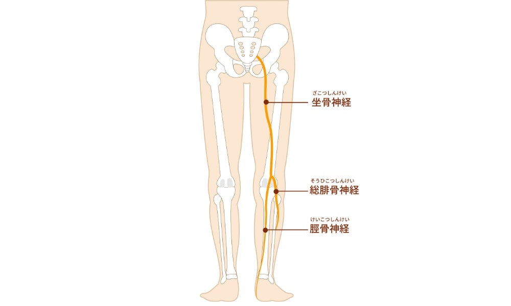 坐骨神経-min